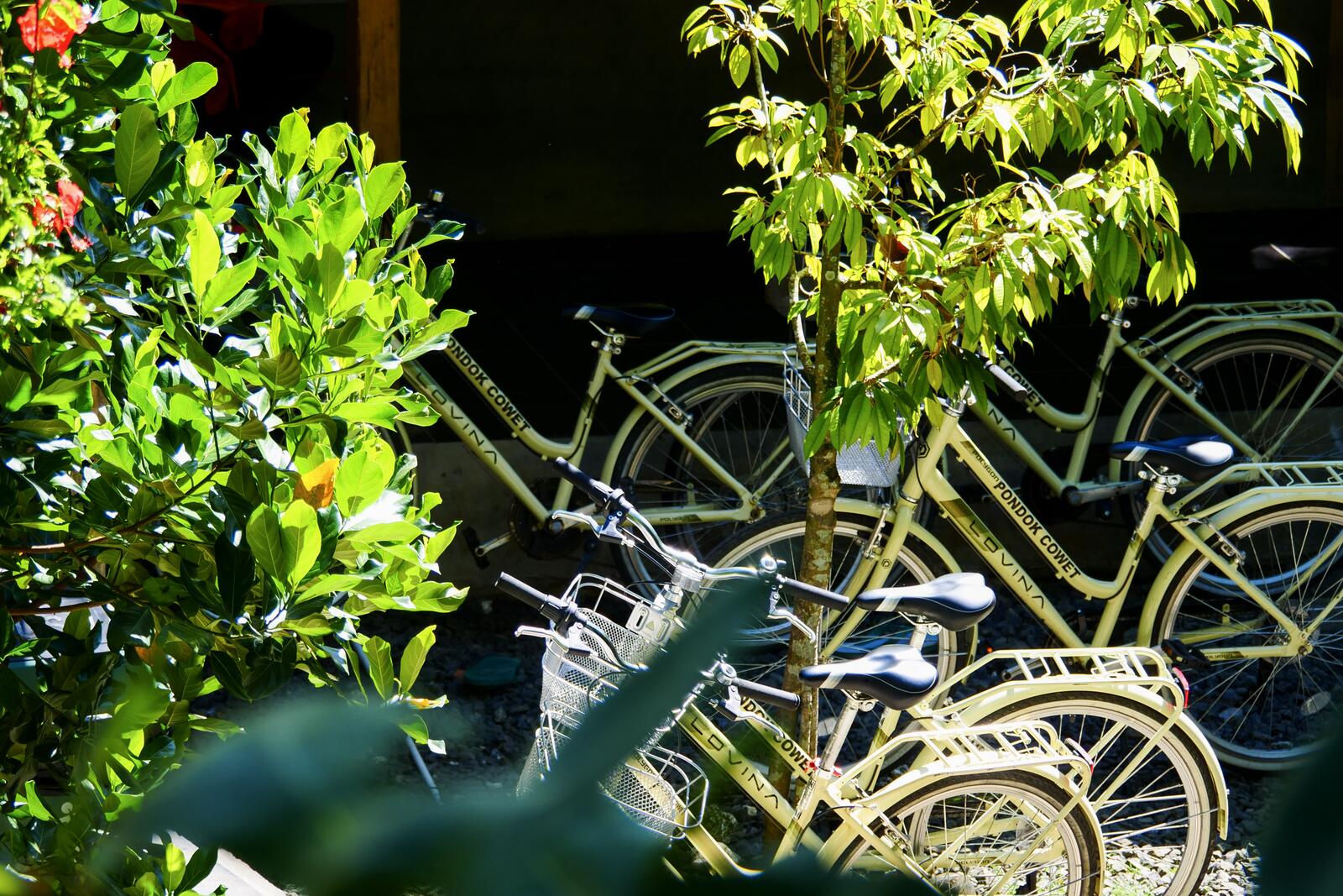 Bicycle